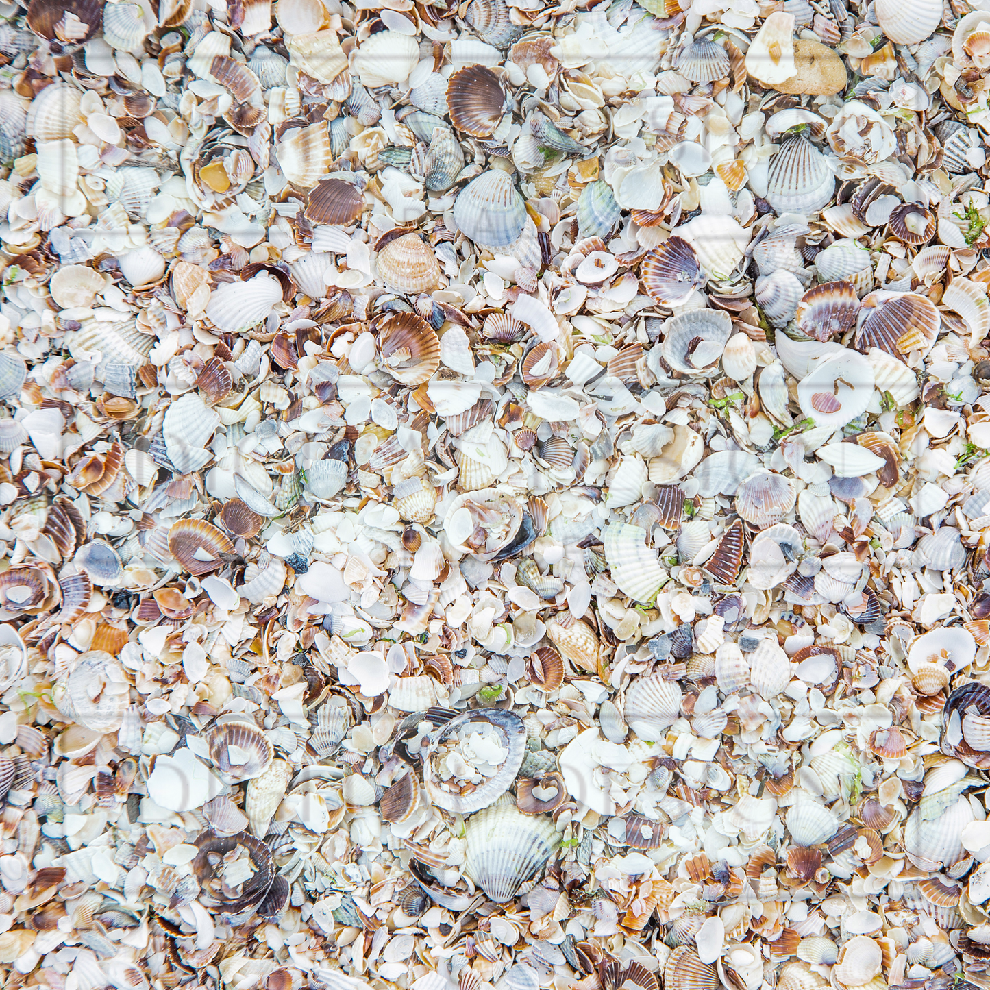 Seashell Shores VinylV2401