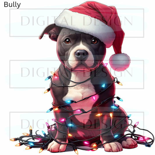 Christmas Pitty ANIA79
