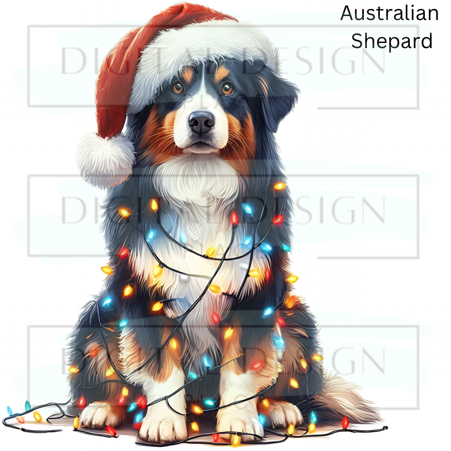 Christmas Australian Shepard ANIA97