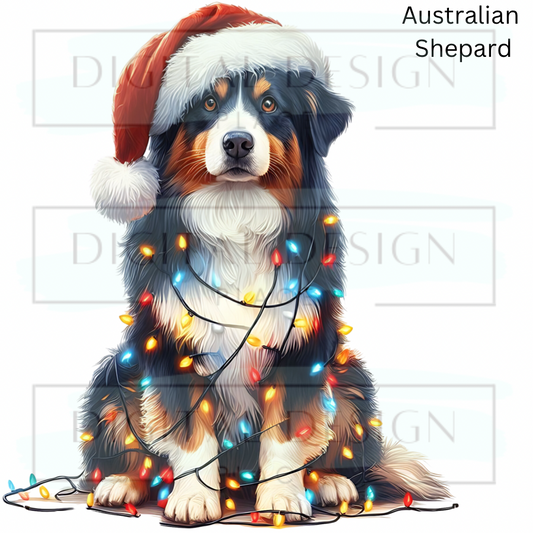 Christmas Australian Shepard ANIA97