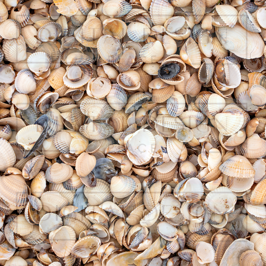 Seashell Shores VinylV2402