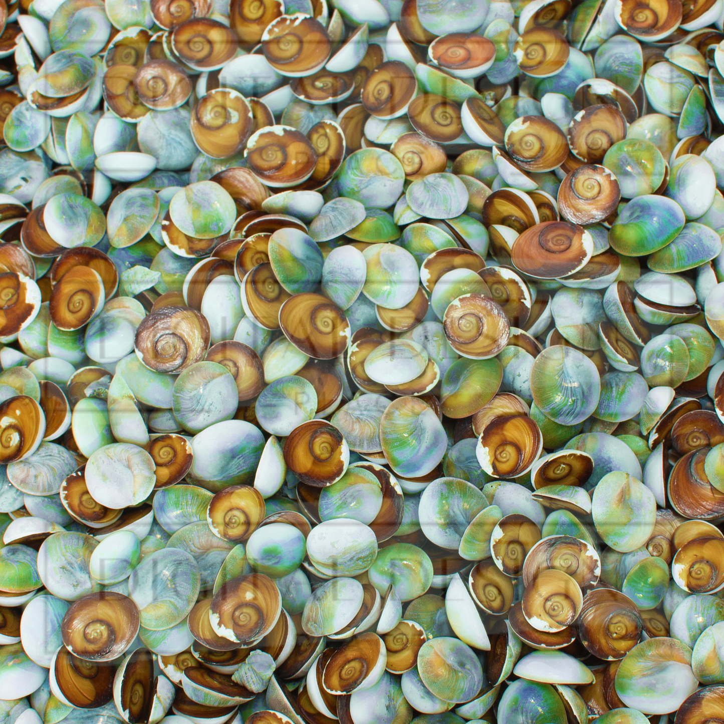 Seashell Shores VinylV2403