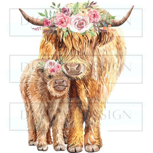 Highland Cows ANIA3